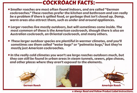 Cockroach Facts .